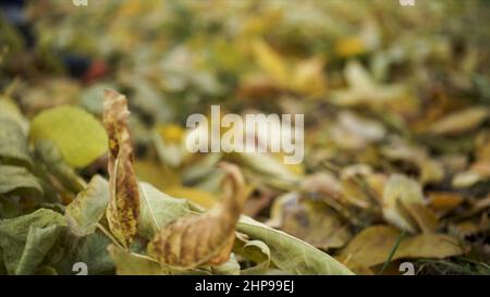 Gros plan sur les jambes d'un homme qui donne des coups de pied aux feuilles d'automne dans le parc.feuilles jaunes fléchées par la jambe d'un homme dans les baskets. Banque D'Images