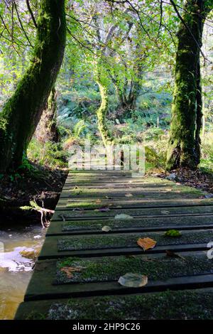 Pont en bois au-dessus d'un petit ruisseau en Angleterre, au Royaume-Uni Banque D'Images