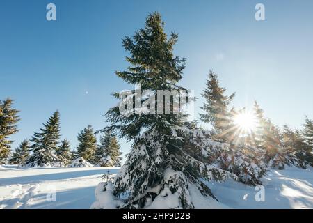 Un arbre couvert de neige Banque D'Images