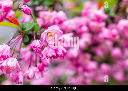 Cerisiers en fleurs sakura en gros plan de la branche au printemps avec des pétales de couleur rose éclatant dans le jardin avec un arrière-plan bokeh flou à Tokyo, au Japon Banque D'Images