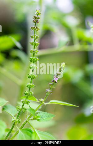 Cultivar de variété de basilic d'épices bleues africaines floraison croissante au printemps ou en été macro de gros plan avec fond flou bokeh et fleurs violettes Banque D'Images