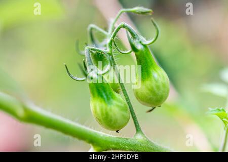 Variété de poire jaune de petits groupes de tomates cerises vertes non mûres accrochées sur la vigne végétale dans le jardin macro gros plan Banque D'Images