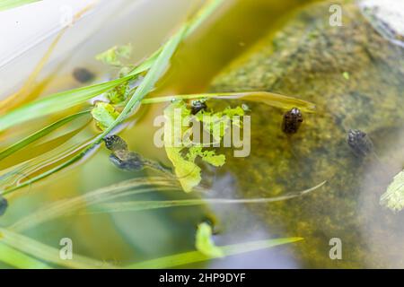 Gros plan macro de Virginia treefrogs tadpôles grenouilles nageant dans l'aquarium manger des feuilles de laitue verte pour la nourriture par la roche Banque D'Images