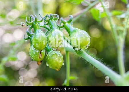 Petit vert unmûr jaune poire en forme de tomates groupe macro gros plan accrochant sur la vigne dans les gouttes d'eau de rosée de jardin Banque D'Images