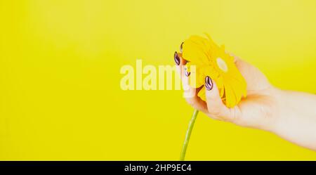 Main de femme adulte avec fleur jaune. Crop personne méconnaissable avec manucure tenant gerbera sur fond jaune Banque D'Images