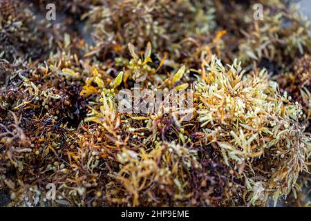 Gros plan macro d'algues sur la plage de sable de la côte à Hollywood Miami, Floride avec détail et texture d'algues rouges vertes jaunes Banque D'Images