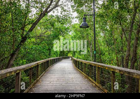 Naples, Floride Comté de Coller Gordon River Greenway Park sentier de promenade en bois à travers les marais de mangrove paysage forestier vue d'été avec personne Banque D'Images