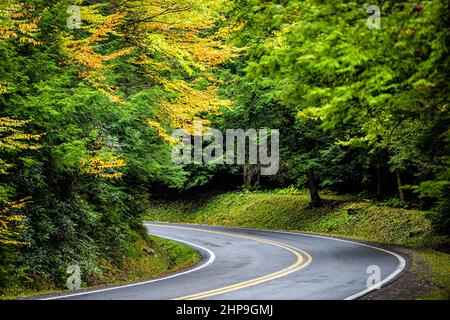 Feuillage orange jaune coloré en automne, dans le parc national de Blackwater Falls, en Virginie-Occidentale, avec route sinueuse asphaltée pavée et sinueuse Banque D'Images