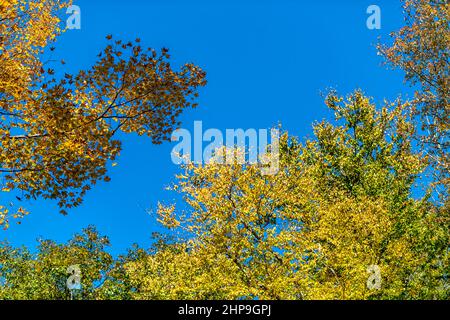 Vue à angle bas des branches d'arbres avec feuillage d'automne jaune vert orange feuilles de couleur isolée contre le ciel bleu en Virginie occidentale Banque D'Images