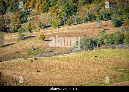 Vaches nourries en herbe paissant dans des collines vallonnées par automne forêt montagnes pâturage pastoral dans la ferme à Monterey ou Blue Grass, Highland County of Virginia Banque D'Images