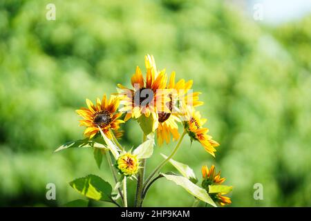 Petit tournesol coloré Becka (helianthus annuus) sur fond vert Banque D'Images