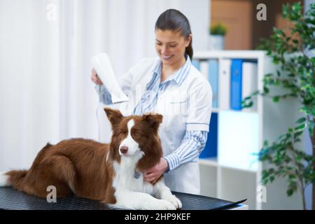 Chien Collie à bordure brune lors de la visite de l'aine Banque D'Images