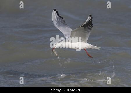 Goéland et mouettes en baie de somme dans le marais de saint Firmin près du Crotoy. Oiseaux Banque D'Images
