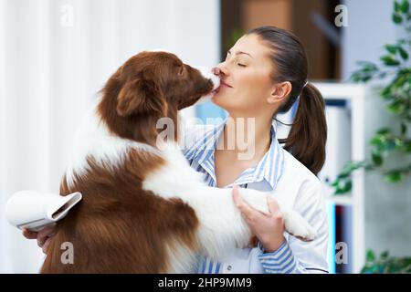 Chien Collie à bordure brune lors de la visite de l'aine Banque D'Images