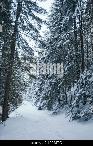 Un homme qui fait des skis dans une forêt enneigée Banque D'Images