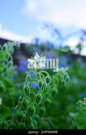 Fleurs en forme d'étoile bleue de la plante de bourrache (borago officinalis) dans le jardin d'herbes Banque D'Images