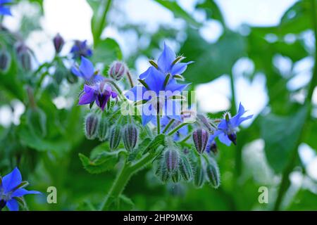 Fleurs en forme d'étoile bleue de la plante de bourrache (borago officinalis) dans le jardin d'herbes Banque D'Images