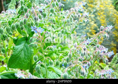 Fleurs en forme d'étoile bleue de la plante de bourrache (borago officinalis) dans le jardin d'herbes Banque D'Images