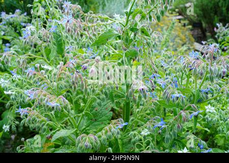 Fleurs en forme d'étoile bleue de la plante de bourrache (borago officinalis) dans le jardin d'herbes Banque D'Images