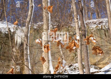 Feuilles sur l'arbre avec le mur couvert de neige du canyon en arrière-plan. Banque D'Images