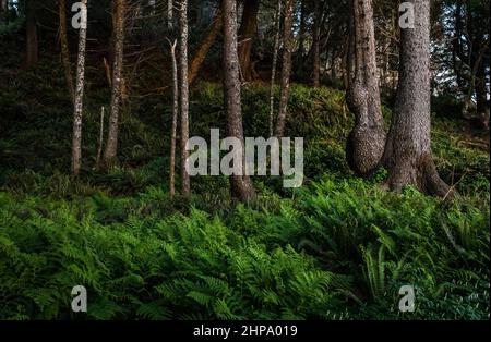 Sitka Spruce et fougères, région de Mosquito Creek sur la côte sud olympique de Washington, États-Unis. Banque D'Images