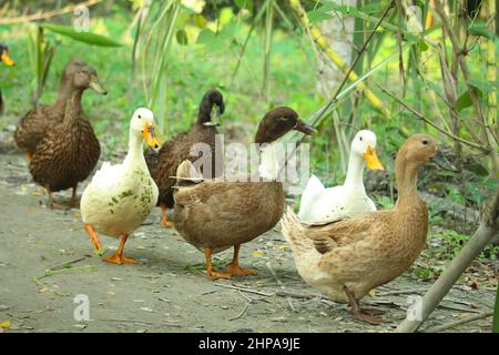 Canard bengali natif de différentes couleurs. Banque D'Images