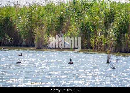 Le héron gris se trouve dans le lac.Héron gris Ardea cinerea regardant les poissons dans les eaux peu profondes Banque D'Images