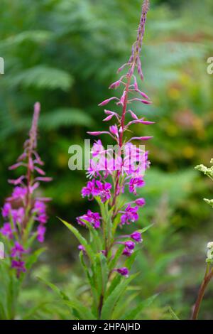 Photo verticale de la fleur étroite de Ivan-tea pourpre dans un jardin Banque D'Images