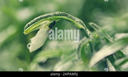 Neige glacée et gelée - belles fleurs blanches de printemps. Les premières plantes à fleurs au printemps. Arrière-plan naturel et coloré. (Galanthus nivalis) Banque D'Images