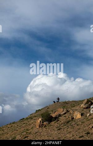 Photographes à la recherche de léopard des neiges au village de Kibber, Spiti Valley, Himachal Pradesh, Inde Banque D'Images