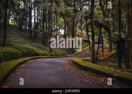 route sinueuse dans la forêt d'automne parmi les palmiers Banque D'Images