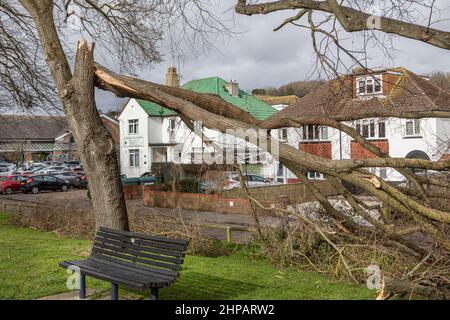 Un arbre endommagé par la tempête Eunice en février 2022 à Hythe, dans le kent. Banque D'Images