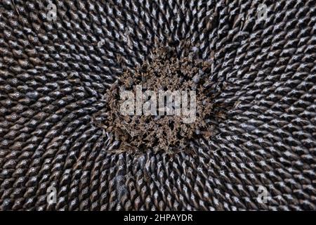 photo isolée d'une graine de tournesol entière, gros plan concept d'un groupe de graines de la vue de dessus, texture noir et blanc Banque D'Images