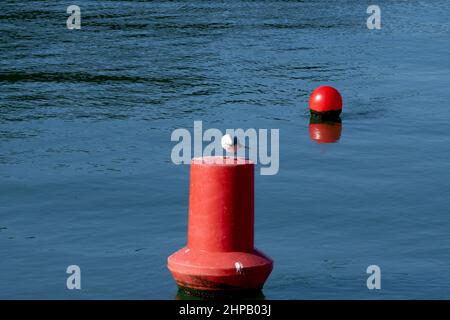 mouette rayant avec son bec sur une bouée rouge dans une rivière Banque D'Images