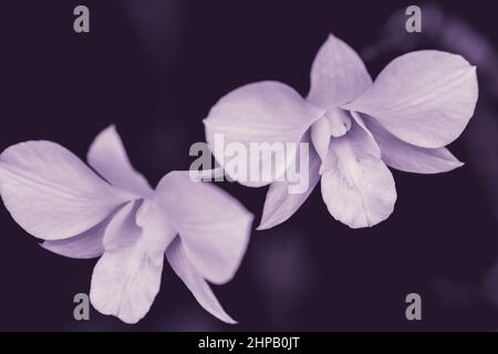 Gros plan sur la magnifique orchidée. Style d'image réduit. Mise au point sélective. Banque D'Images
