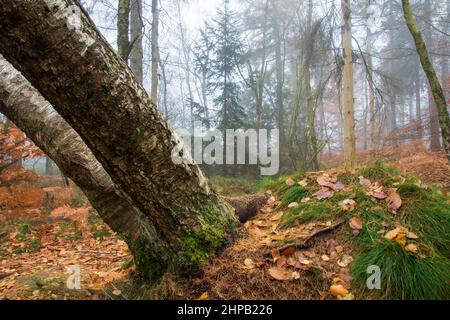 de grands birches argentées se développent avec un oblique dans les montagnes de lusatien en hiver matin brumeux Banque D'Images