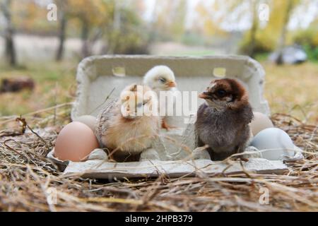 Petits poulets avec œuf dans la boîte à œufs Banque D'Images