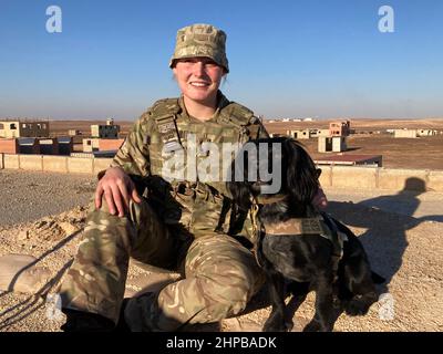 Le Soldat Molly Shaw du 1st Military Working Dog Regiment, Royal Army Veterinary corps, avec le chien de travail militaire Ace, prenant part à l'exercice Olive Grove avec des troupes de 2 Rifles B Company, à Zarqa dans le nord de la Jordanie, à environ une heure de la capitale Amman jusqu'à la fin du mois de mars. Les soldats d'infanterie basés en Irlande du Nord ont échangé les champs verts contre le désert aride alors qu'ils affûtent leurs compétences avec les forces armées jordaniennes. Date d'émission : dimanche 20 février 2022. Banque D'Images