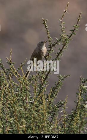 Babbler arabe (Argya squamiceps muscatensis) adulte perché au sommet du buisson épineux d'Oman Décembre Banque D'Images