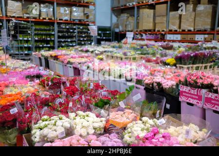 Moscou. Russie. 20 février 2022. Accent sélectif sur les roses colorées à une base de fleuriste de gros. Fleurs dans le magasin pour la Journée internationale de la femme le 8 mars ou la Saint-Valentin le 14 février. Banque D'Images