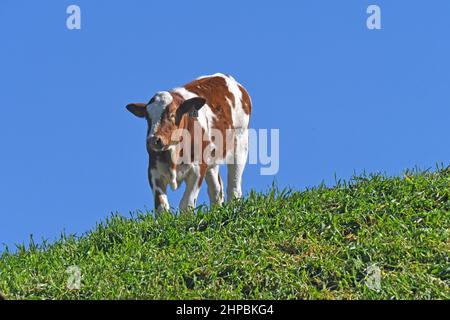 Vache sur une colline herbeuse Banque D'Images