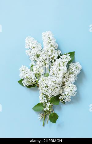 Maquette de printemps, pose plate. Fleurs blanches lilas sur fond bleu. Bordure décorative. Plan d'étapage avec vue de dessus. Banque D'Images
