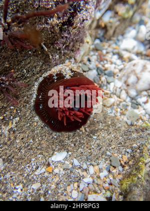 Beadlet Anemone attaché à des rochers dans un bassin rocheux sur la côte de Cornouailles Banque D'Images