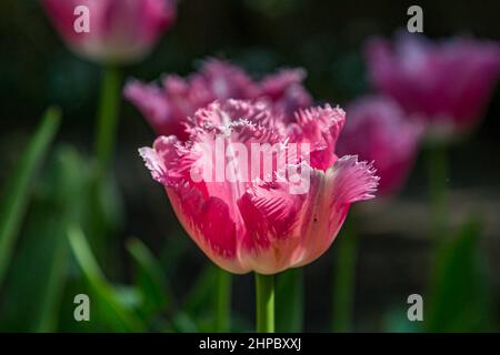 Un gros plan d'une tulipe à franges rose, avec une faible profondeur de champ Banque D'Images