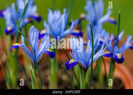 Bleu, blanc et jaune bulbeux vivace Iris reticulata 'Carolina' en fleur de la fin de l'hiver au début du printemps (originaire d'Irak et d'Iran) Banque D'Images