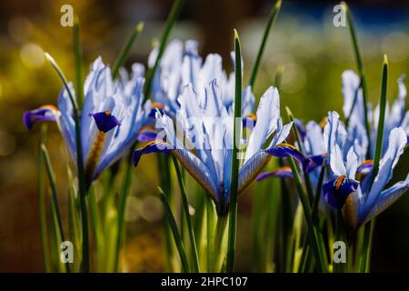 Bleu, blanc et jaune bulbeux vivace Iris reticulata 'Carolina' en fleur de la fin de l'hiver au début du printemps (originaire d'Irak et d'Iran) Banque D'Images