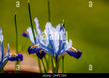 Bleu, blanc et jaune bulbeux vivace Iris reticulata 'Carolina' en fleur de la fin de l'hiver au début du printemps (originaire d'Irak et d'Iran) Banque D'Images