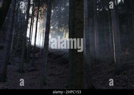 Rayons de lumière qui traversent une forêt sombre, Bohemian Paradise, République tchèque. Banque D'Images