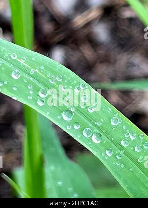 Herbe verte fraîche avec gouttes d'eau de pluie. Arrière-plan nature d'été. Scène nature avec des gouttelettes sur la feuille verte. Belle image artistique de pureté et fr Banque D'Images