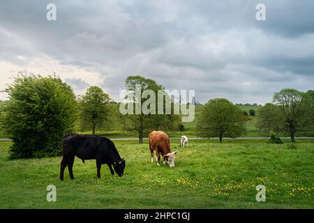 Les vaches bénéficient d'un pâturage luxuriant ouvert avec des butterbutterbuttertasses sauvages flanquées d'arbres sous un ciel bleu ciel nuageux et lumineux le matin du printemps sur le parc public de Westwood. Banque D'Images